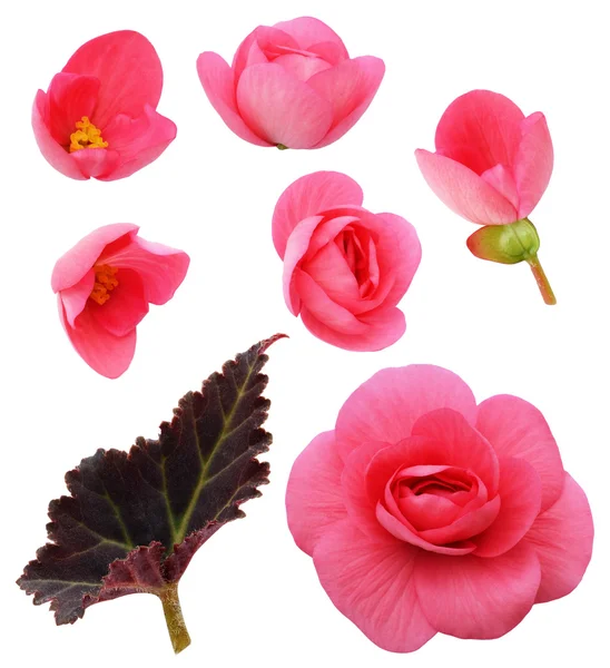Set of pink begonia flowers, buds and a leaf — Stock Photo, Image