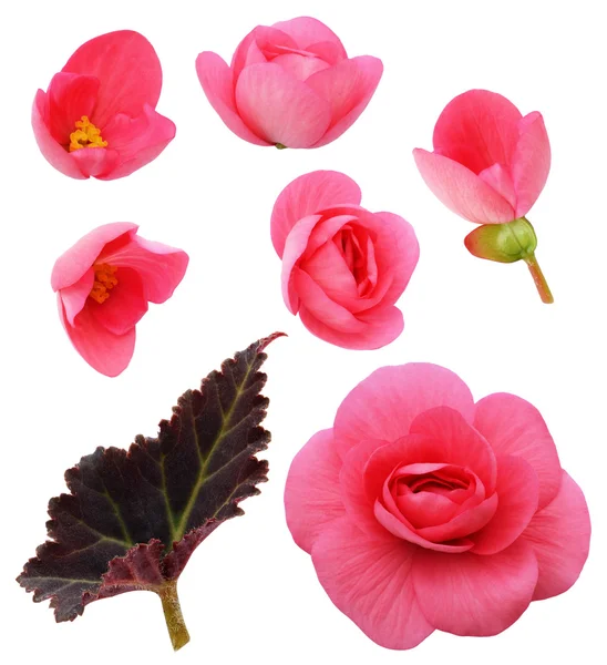 Ensemble de fleurs roses de bégonia, bourgeons et une feuille — Photo