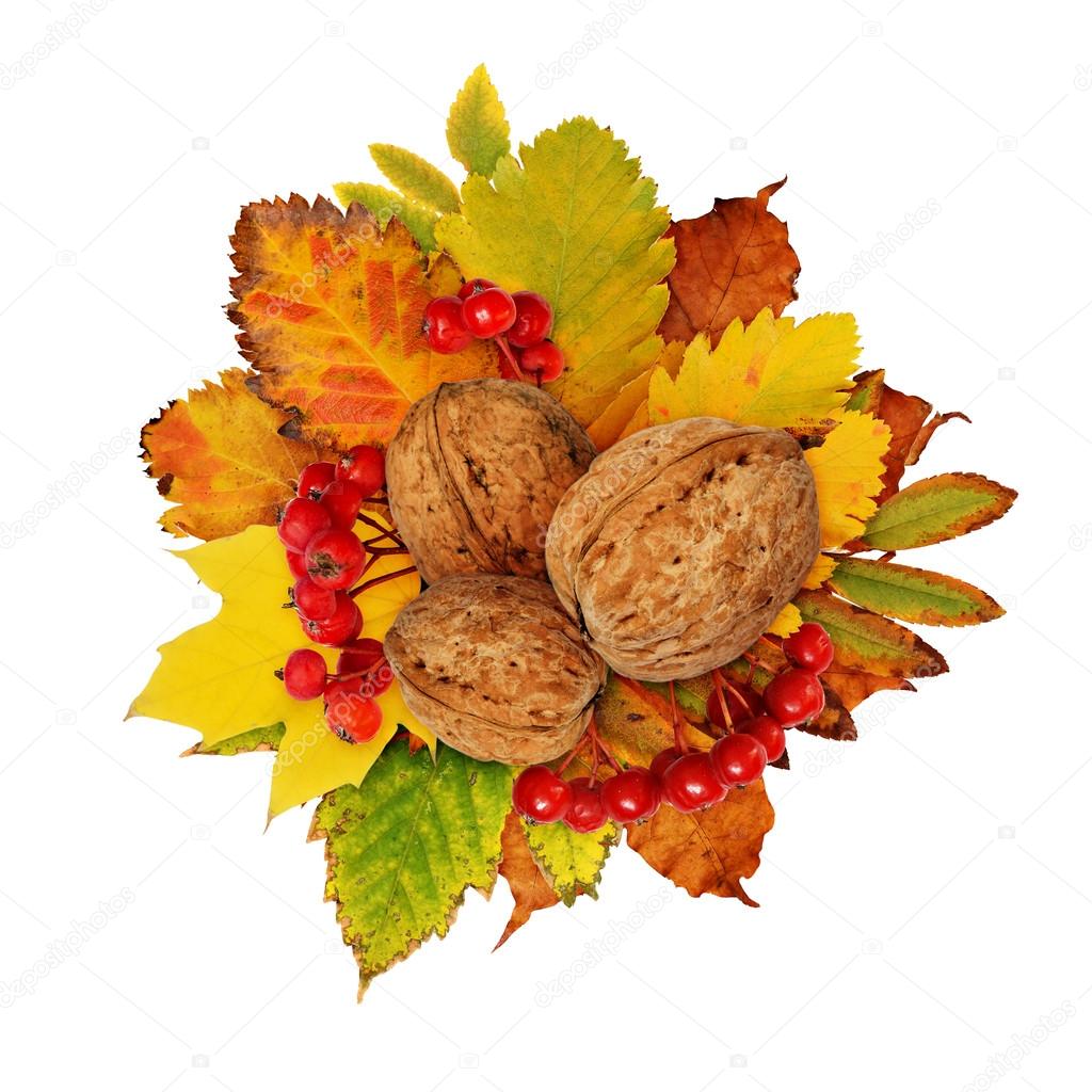Autumn composition with walnuts, berries and dried leaves