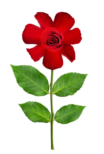 Naive Stiliserad Röd Ros Blomma Isolerad Vit — Stockfoto