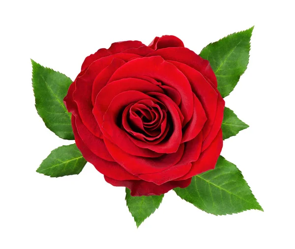 Red Rose Flower Rosette Leaves Isolated White Top View Flat — Stock Photo, Image