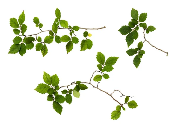 Sada Větví Čerstvě Zelenými Listy Izolovanými Bílém — Stock fotografie