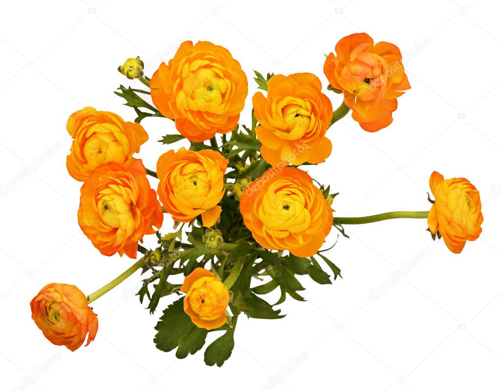 Orange ranunculus flowers bouquet isolated on white background. Top view.