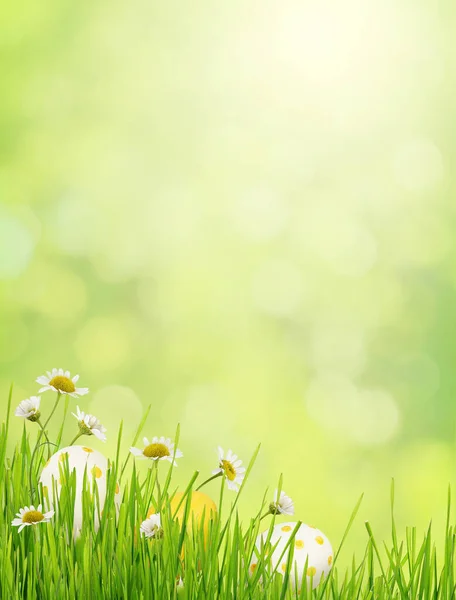 Groene Wazig Achtergrond Met Gras Madeliefjes Bloemen Paaseieren Een Bodem — Stockfoto