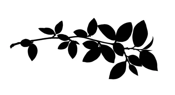 Czarna Sihlouette Wiosennej Gałązki Liści Izolowanych Białym — Zdjęcie stockowe