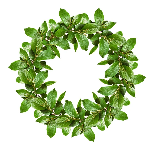 Spring Wreath Green Leaves Small Flower Buds Isolated White Background — Stock Photo, Image