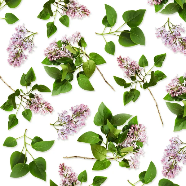 Lilac Květiny Listy Bílém Pozadí Ležel Horní Pohled — Stock fotografie