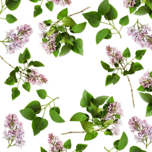 Fleurs Feuilles Lilas Sur Fond Blanc Pose Plate Vue Dessus — Photo