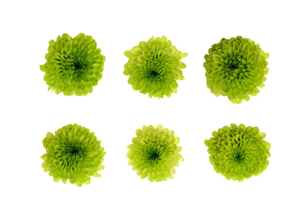 Set Decorative Flowers Green Chrysanthemum Flat Lay Top View — Stock Photo, Image
