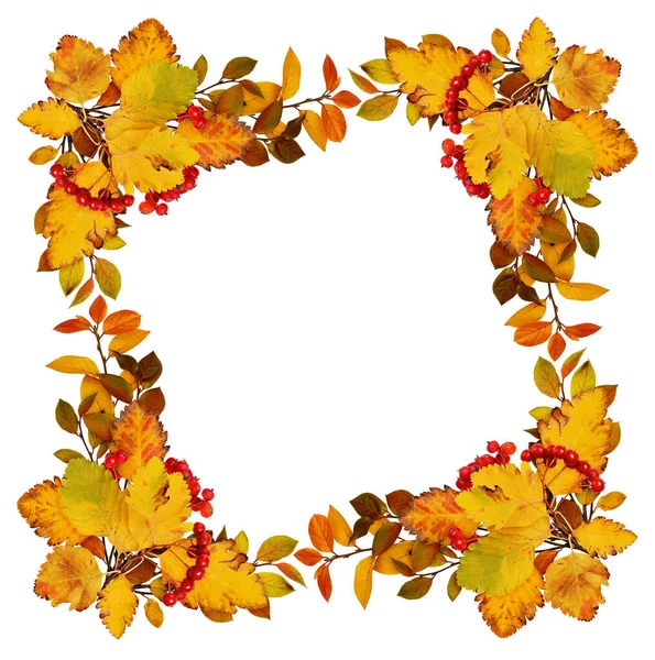 Herbstblätter Und Rote Beeren Einer Rahmenanordnung Isoliert Auf Weißem Hintergrund — Stockfoto