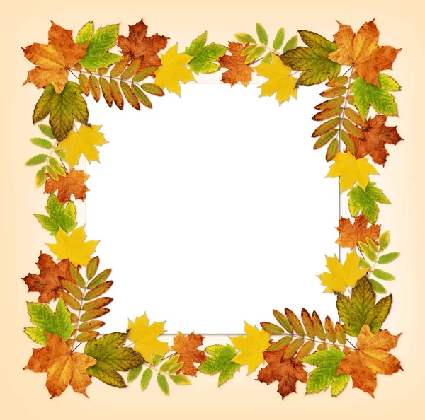 五彩缤纷的秋天 叶框和一张卡片衬托在淡淡的背景上 平躺在床上顶部视图 — 图库照片