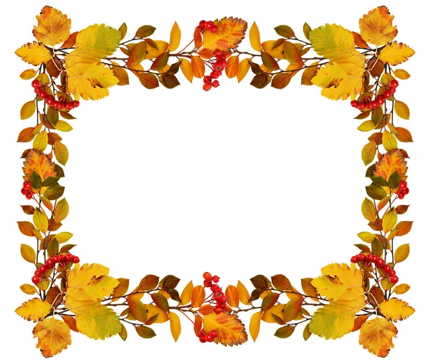 Herbstblätter Und Rote Beeren Einer Rahmenanordnung Isoliert Auf Weißem Hintergrund — Stockfoto