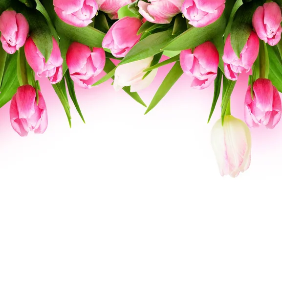 Rosa Tulpenblüten Rand Isoliert Auf Weiß Für Hintergrund — Stockfoto
