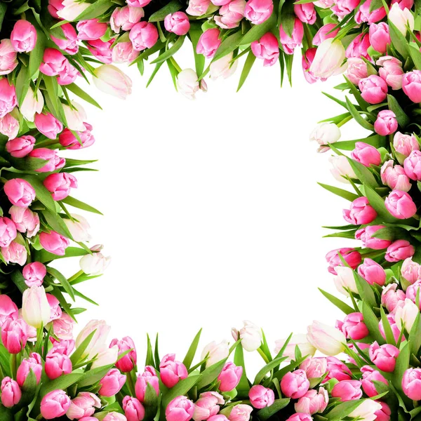 Roze Tulp Bloemen Frame Geïsoleerd Witte Achtergrond — Stockfoto