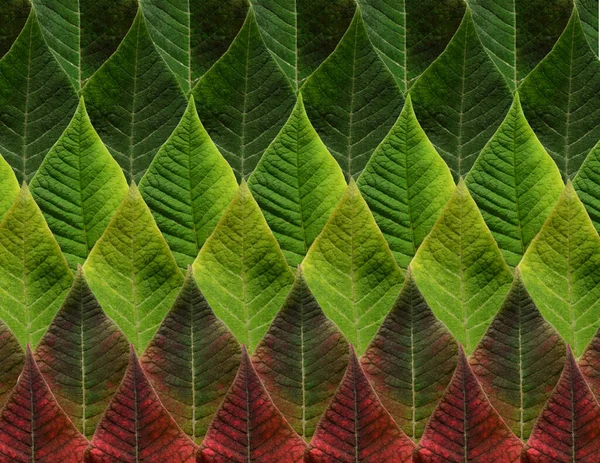 Green Red Leaves Poinsettia Background — Stock Photo, Image