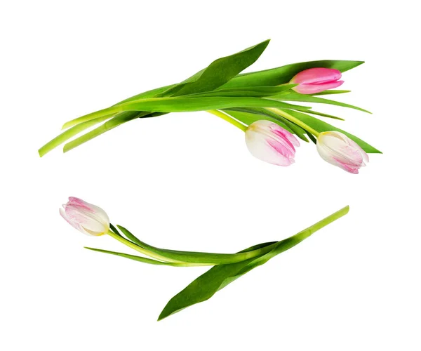 Rosa Tulpenblüten Wellenförmigen Arrangements Isoliert Auf Weißem Hintergrund — Stockfoto