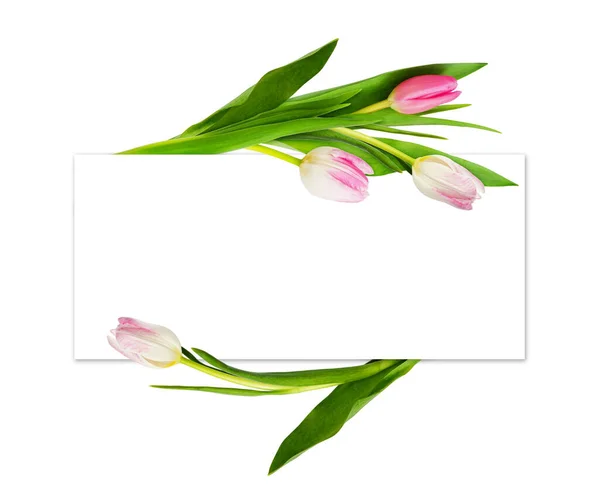 Rosa Tulpenblumen Und Eine Karte Isoliert Auf Weißem Hintergrund — Stockfoto