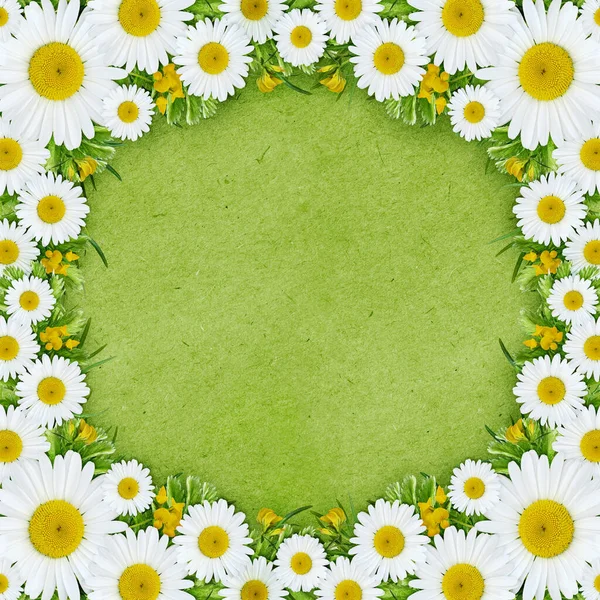 Wilde Blumen Quadratischem Rahmen Auf Grünem Papierhintergrund Flach Lag Ansicht — Stockfoto