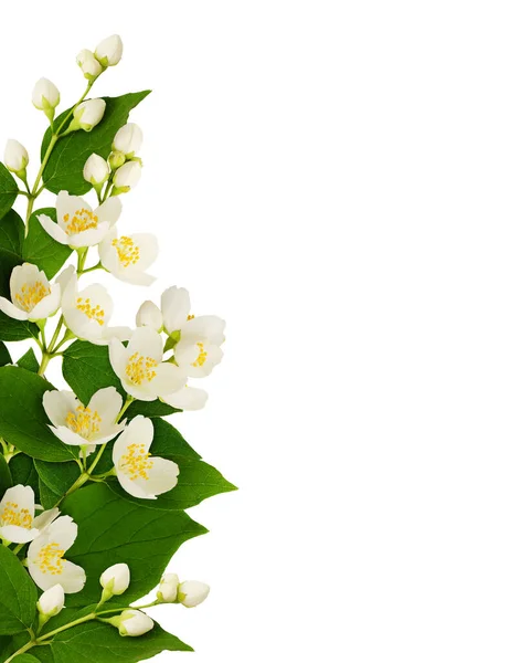 Układ Graniczny Kwiatami Jaśminu Liśćmi Odizolowanymi Białym Tle — Zdjęcie stockowe