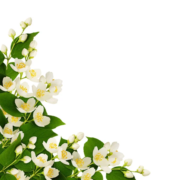 Corner Arrangement Jasmine Flowers Leaves Isolated White Background — Stock Photo, Image