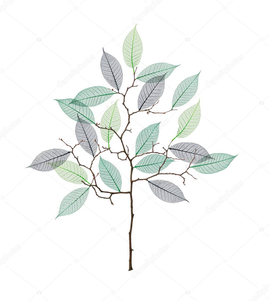 Stylized tree with twigs and skeleton of leaves isolated on white 