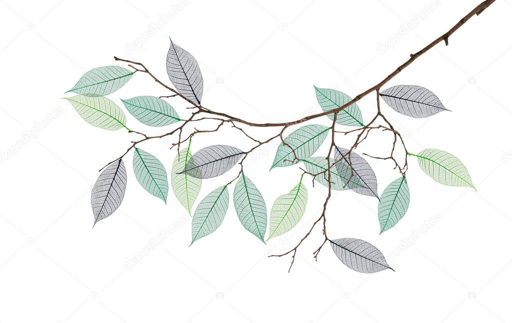 Stylized branch with skeleton of leaves isolated on white background. Concept of illusion of spring.
