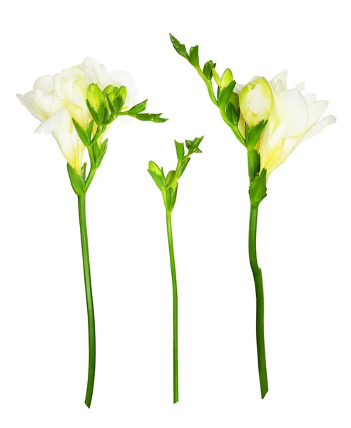 Set Von Freesiablüten Und Knospen Isoliert Auf Weiß — Stockfoto