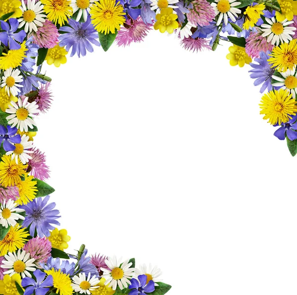 Divoké Květiny Rámu Uspořádání Izolované Bílém Pozadí — Stock fotografie