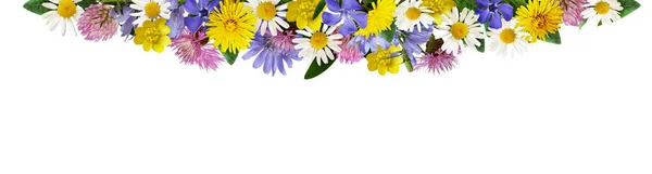 Beyaz Arka Planda Izole Edilmiş Sınır Düzeninde Yabani Çiçekler — Stok fotoğraf
