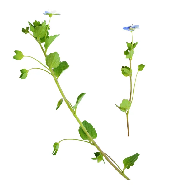 Nahaufnahme Von Veronica Filiformis Blüten Und Blättern Isoliert Auf Weiß — Stockfoto