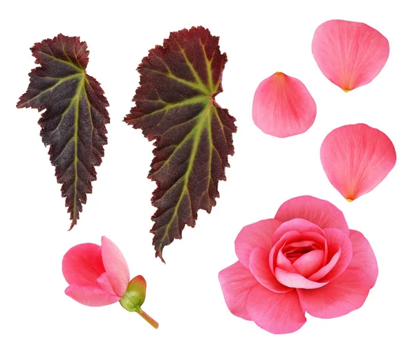 Ensemble Fleurs Roses Bégonia Feuilles Isolées Sur Blanc — Photo