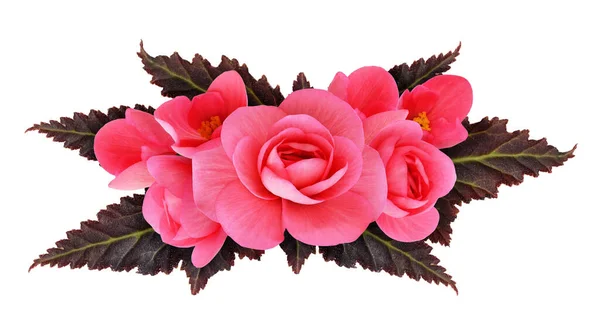 Pink Begonia Flowers Arrangement Isolated White — Stock Photo, Image