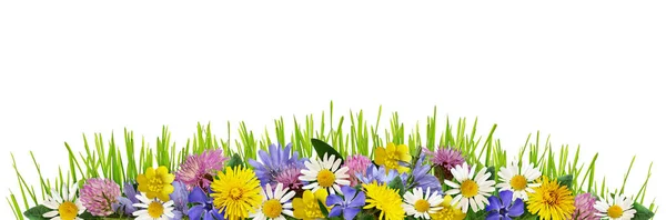 Beyaz Arka Planda Izole Edilmiş Sınır Düzeninde Yabani Çiçekler Yeşil — Stok fotoğraf