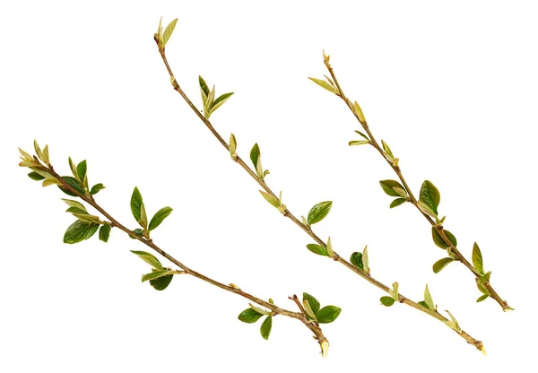 Set Spring Twigs Small Green Leaves Isolated White — Stock Photo, Image