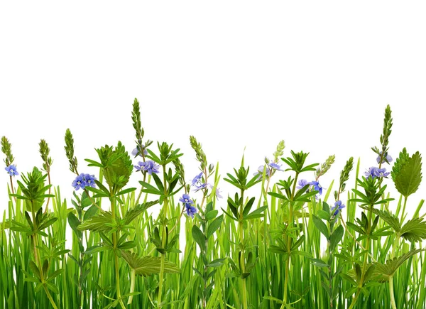 Wildes Gras Und Blumen Isoliert Auf Weißem Hintergrund — Stockfoto