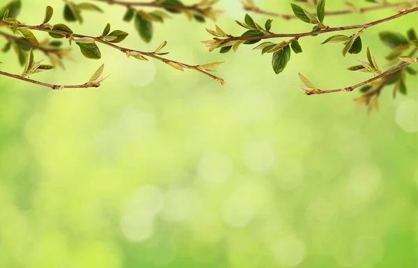 Frühlingszweige Mit Kleinen Grünen Blättern Oberen Rand Auf Weichem Bokeh — Stockfoto