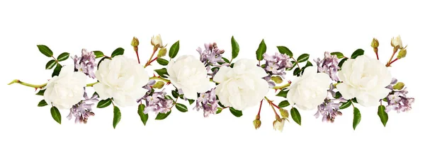 Roses Jardin Fleurs Lilas Rangée Isolées Sur Fond Blanc — Photo