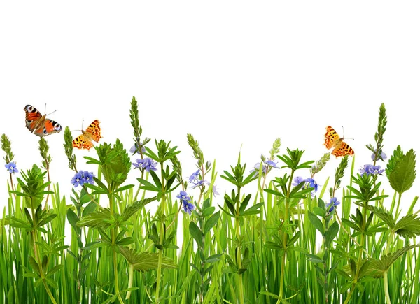Wildes Gras Blumen Und Schmetterlinge Isoliert Auf Weißem Hintergrund Stockbild