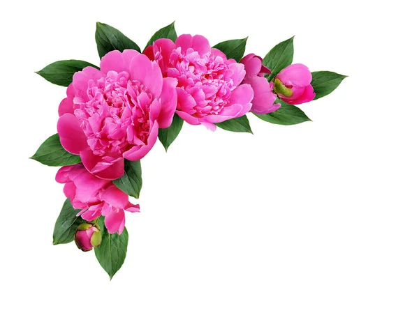 Eckanordnung Mit Rosa Pfingstrosenblüten Knospen Und Blättern Isoliert Auf Weißem — Stockfoto