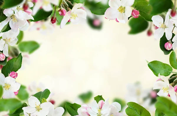 Весенняя Рамка Яблочными Цветами Бутонами Листьями Солнечном Мягком Фоне — стоковое фото