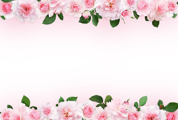 Pink background with rose flowers and leaves for borders. Flat lay. Top view.
