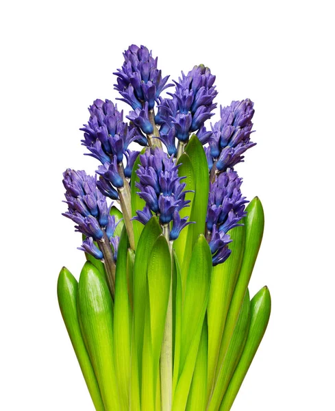 Hyacinth Flowers Bouquet Isolated White — Stock Photo, Image