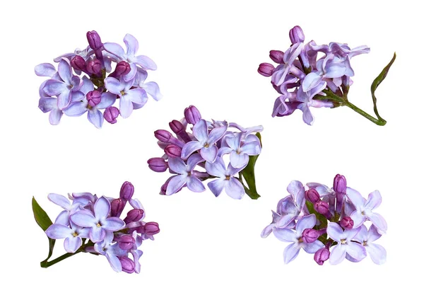 Uppsättning Lila Blommor Och Knoppar Isolerade Vit — Stockfoto