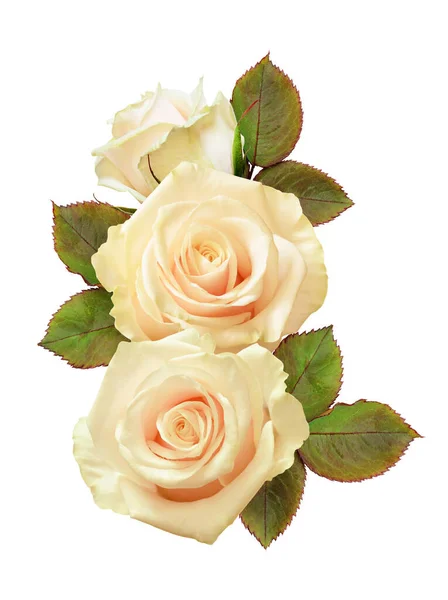 白色玫瑰花和叶子 节庆时节排列 与白色隔离 — 图库照片