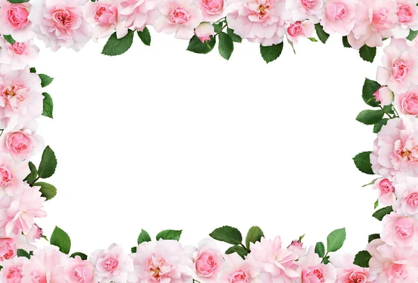 Όμορφο Πλαίσιο Ροζ Τριαντάφυλλο Λουλούδια Και Φύλλα Απομονώνονται Λευκό Φόντο Εικόνα Αρχείου