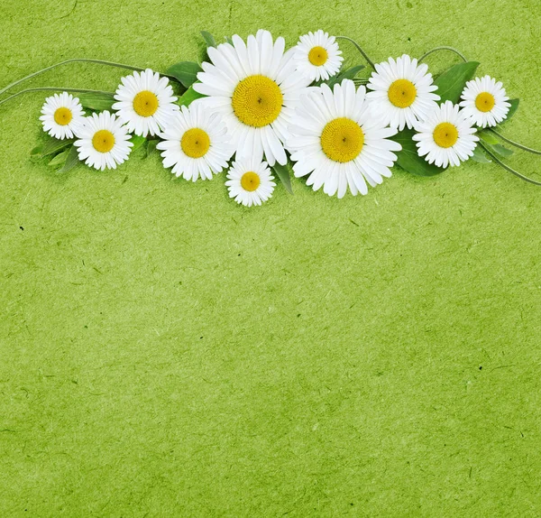 Daisy Flowers Line Arrangement Green Paper Background — Stock Photo, Image