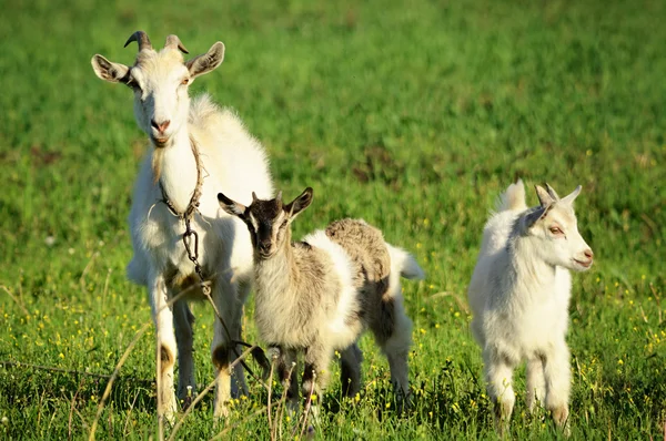 Família de cabras em um campo verde — Fotografia de Stock