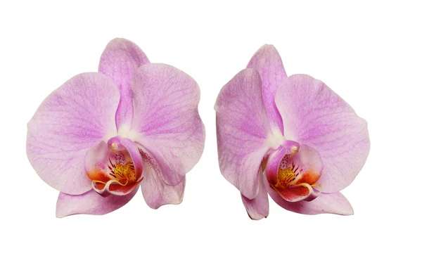 Orchid blommor — Stockfoto