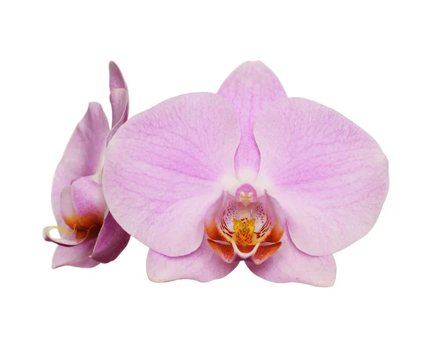 Orchid blommor — Stockfoto