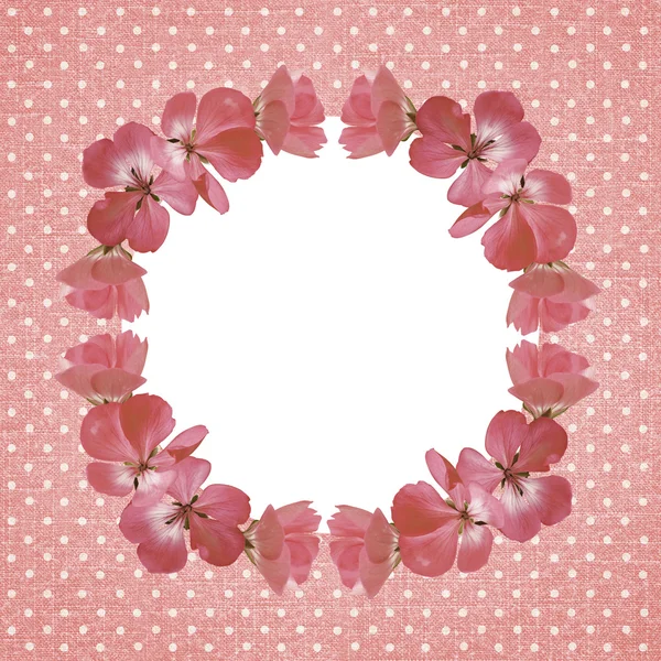Moldura rosa com flores de gerânio — Fotografia de Stock